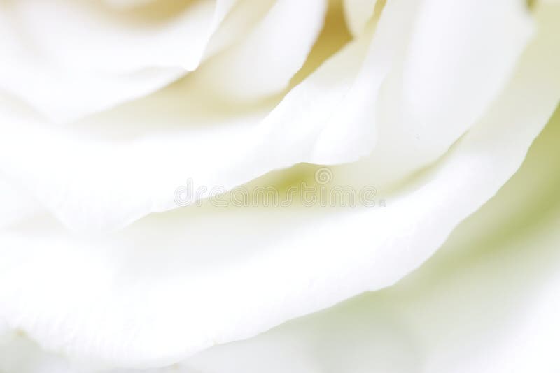 White Rose petals stock photo. Image of anniversary, passion 55270864