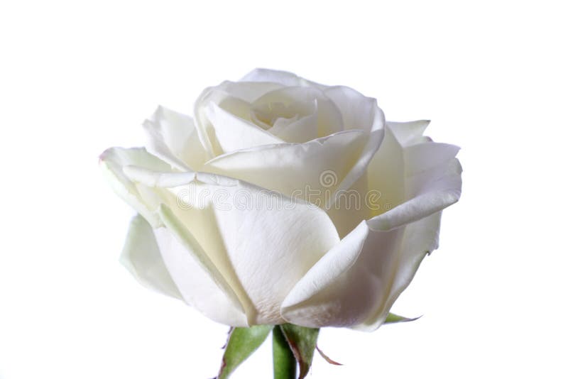 White rose petals stock photo. Image of romance, anniversary 8152754