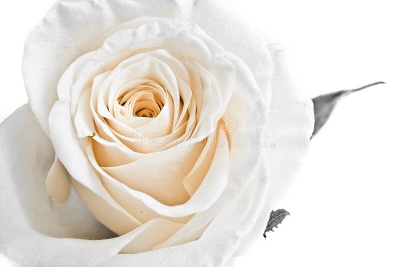 White rose petals stock photo. Image of birthday, aromatherapy 8338034