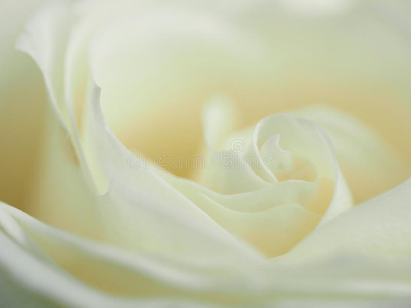 White Rose Petals stock photo. Image of background, deco 29229794