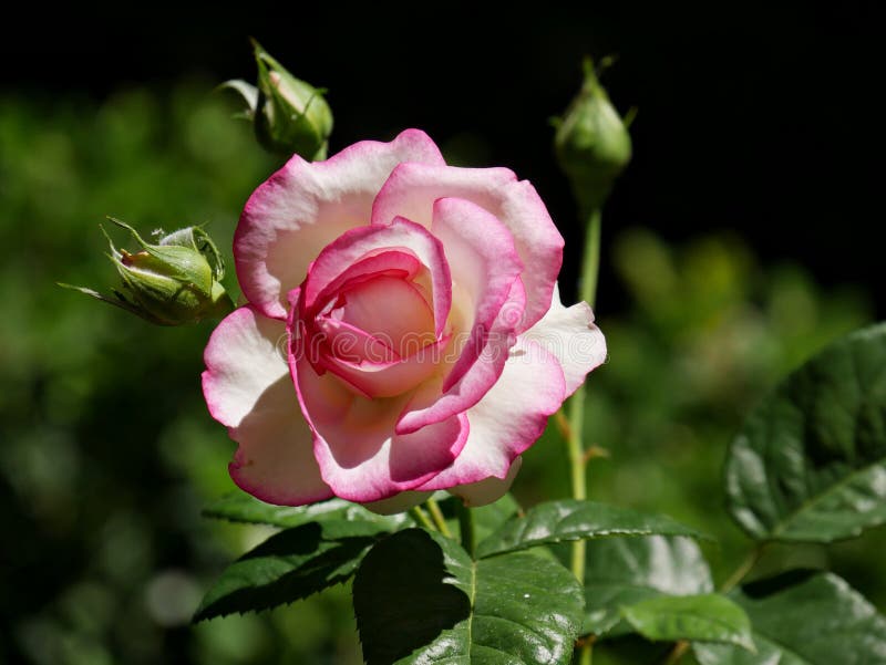White Rose with Pink Tips, Front View Stock Image Image of green