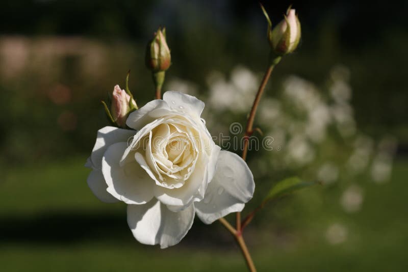 White rose after rain closeup. royalty free stock image