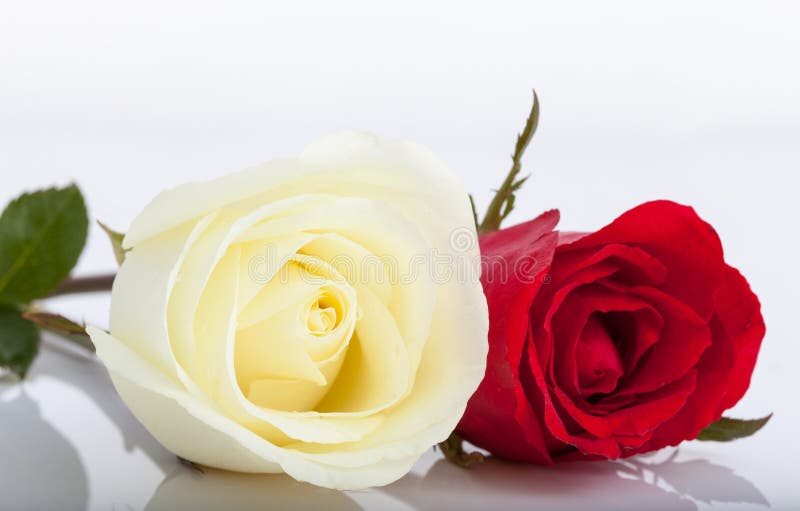 White and red roses stock image. Image of close, note 6003807
