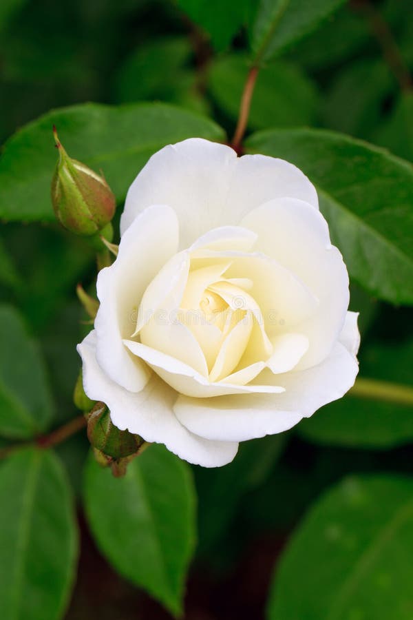 Download White rose rosebud stock photo. Image of macro, closeup - 20807642