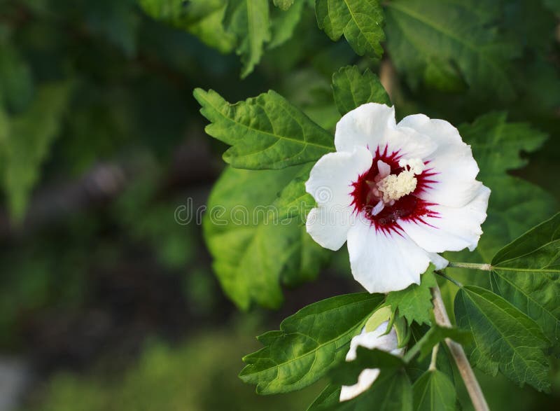 White Rose of Sharon stock photo. Image of blossoms, flowers - 97364192