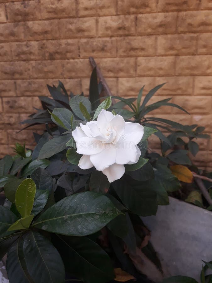 White Rose Stock Photos at home garden stock image