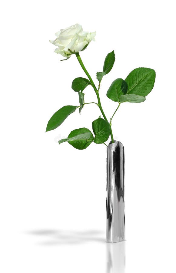 White Rose in a Stylish Metal Vase Stock Image Image of single, vase