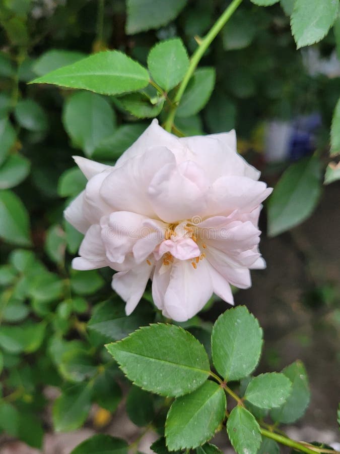 White rose with tree stock image. Image of tree, shrub 278579837