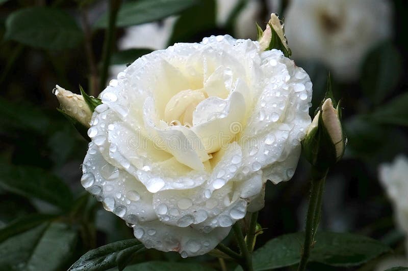 White Rose Water Droplets Stock Image Image Of Garden 87708361