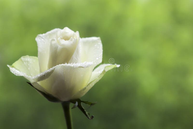White Rose with Water Drops. Stock Image Image of rose, mother 121647521