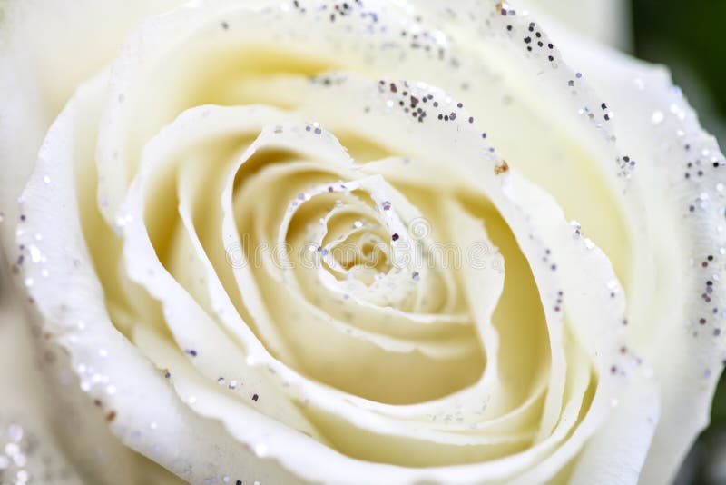 10,090 White Rose Glitter Stock Photos Free & RoyaltyFree Stock