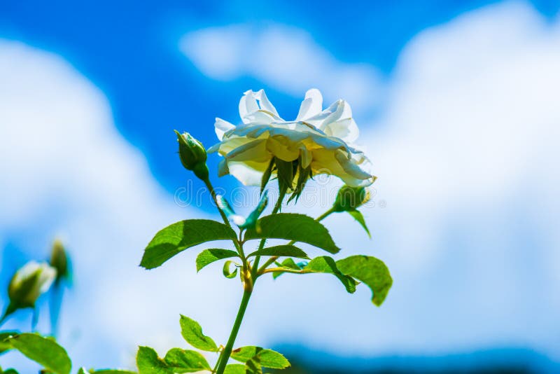 White Rose with White Sky Background Stock Photo - Image of flower ...