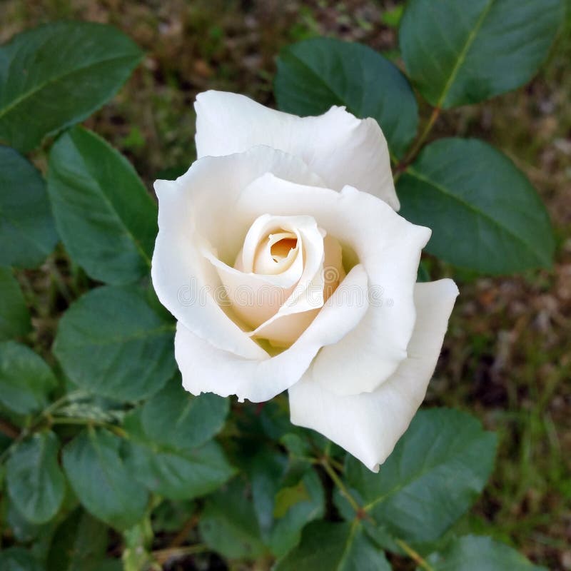 White rosebud stock photo. Image of glow, green, park 96969776
