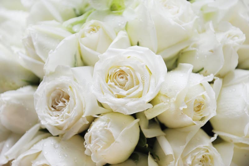 White roses. Many beautiful white roses background stock photos