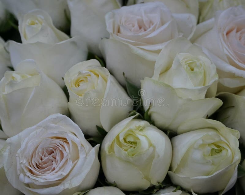 White Roses Background. Variety of White Roses in Beautiful Bouquet Stock  Photo - Image of cream, creamy: 173516888