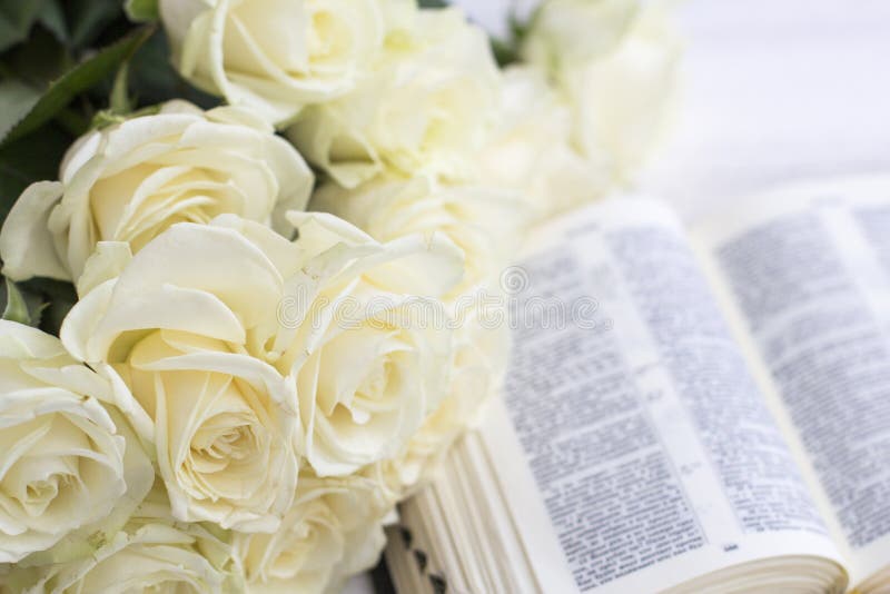 Bible Roses Stock Photos Download 436 Royalty Free Photos