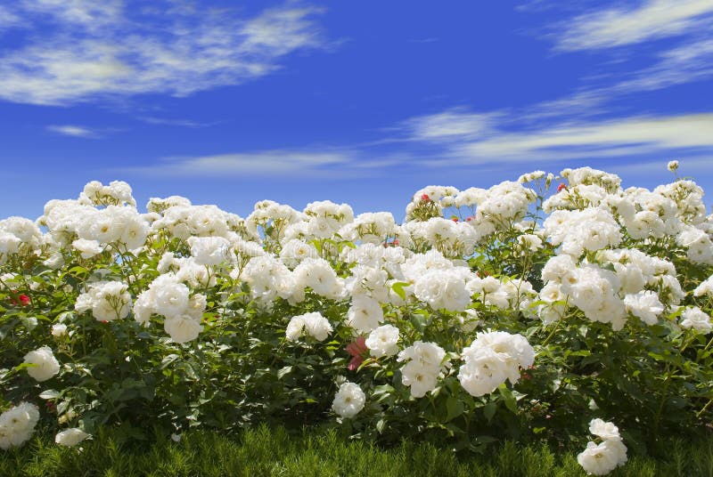 White roses and blue sky