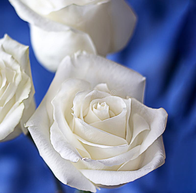 White Roses Stock Image Image Of Bloom Decoration 213523451