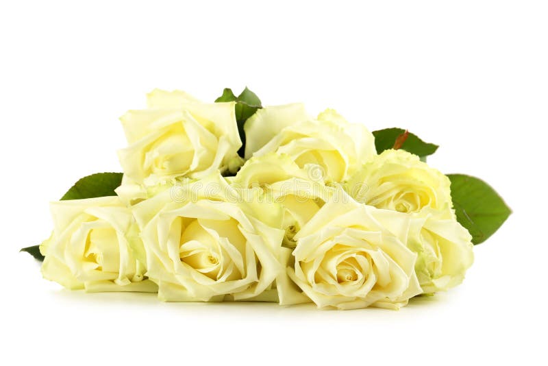 White Roses Stock Photo Image Of Aroma Closeup Beige 64586618