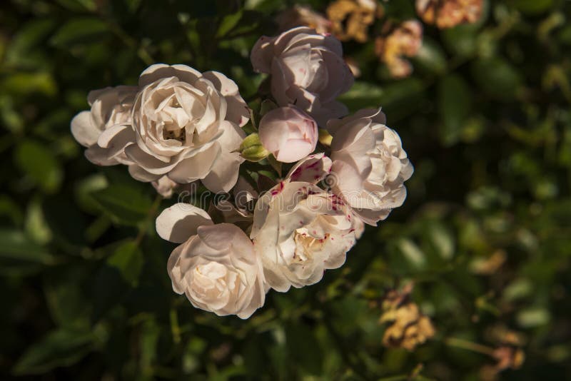 White roses on the bush stock image. Image of grass 258511165