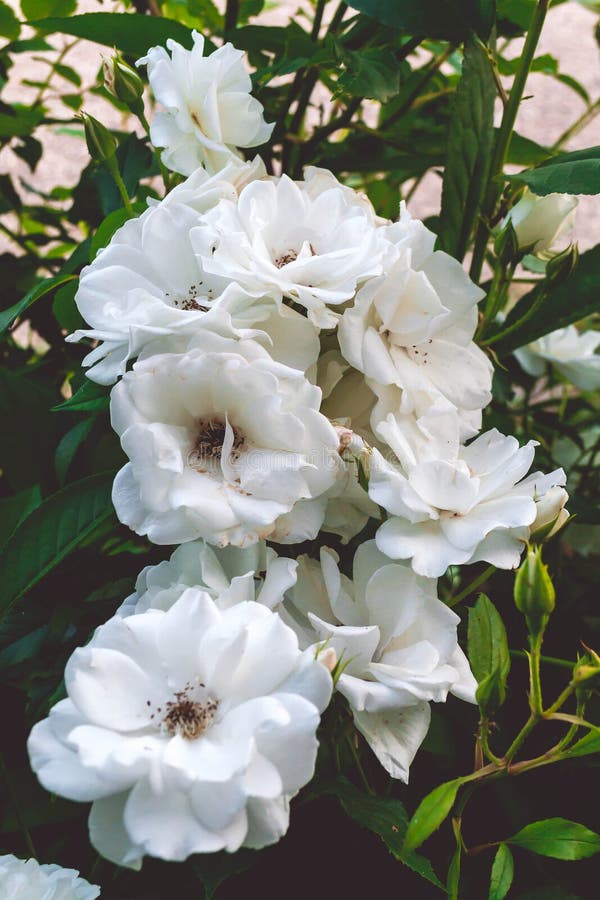 White roses on a bush stock photo. Image of botany, flower 154405910