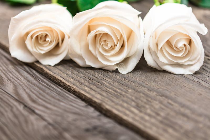 White roses on a dark wooden background. Women' s day, Valentine