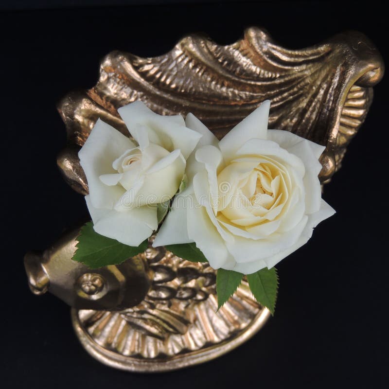 White Roses and Decorative Golden Vase on a Black Background Stock