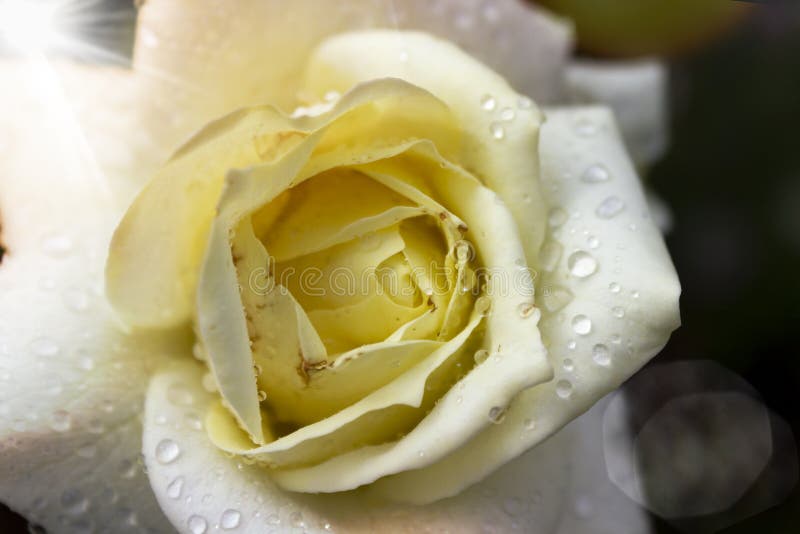 White roses stock photo. Image of closeup, spring, flower 124753194