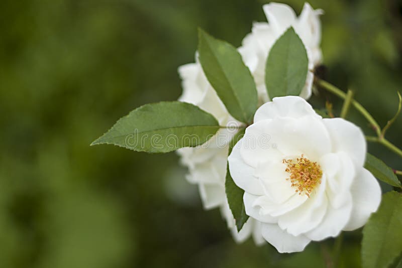 White roses and green background stock photography