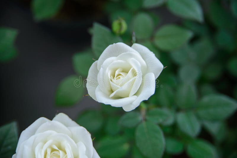 White roses stock photo. Image of love, closeup, garden 49446792