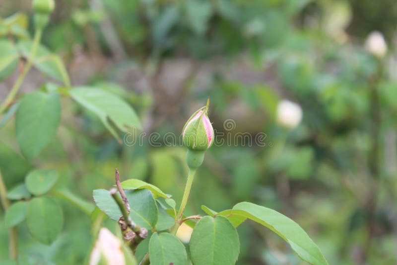 White Roses that Have Just Started To Bloom, Scientific Name Rosa Alba