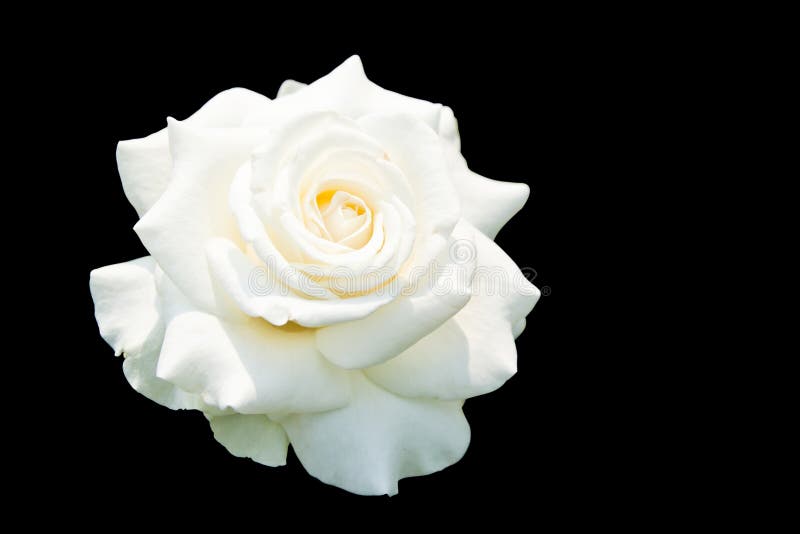 White Roses Isolated on Black Background Stock Photo Image of nature