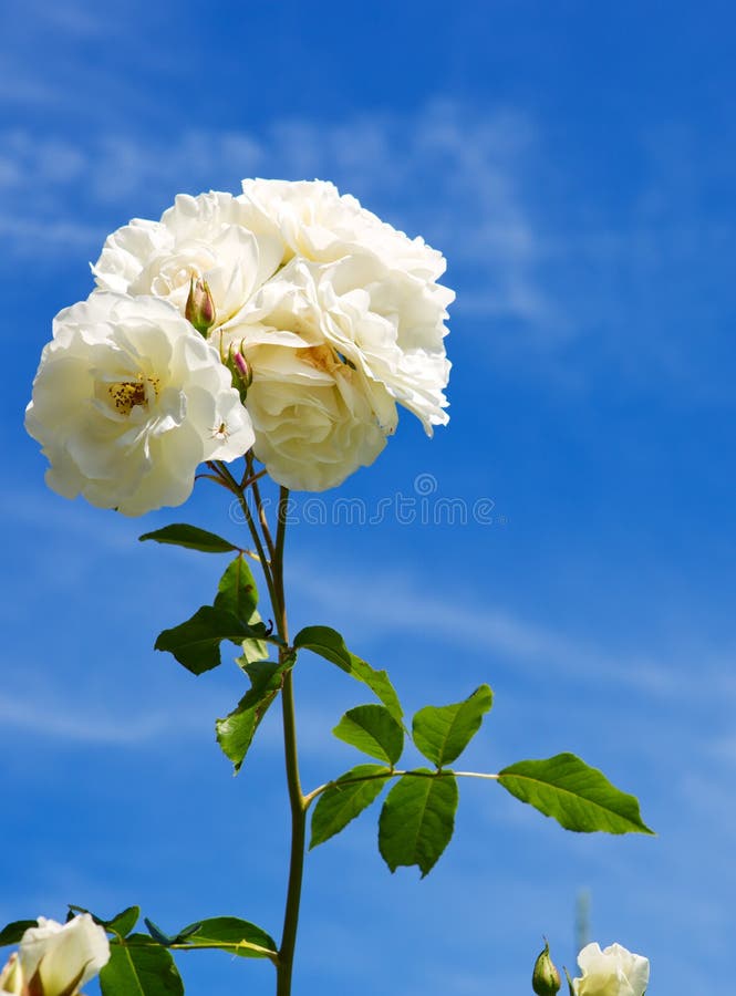 White roses in a garden. stock image. Image of rose, closeup 73171179
