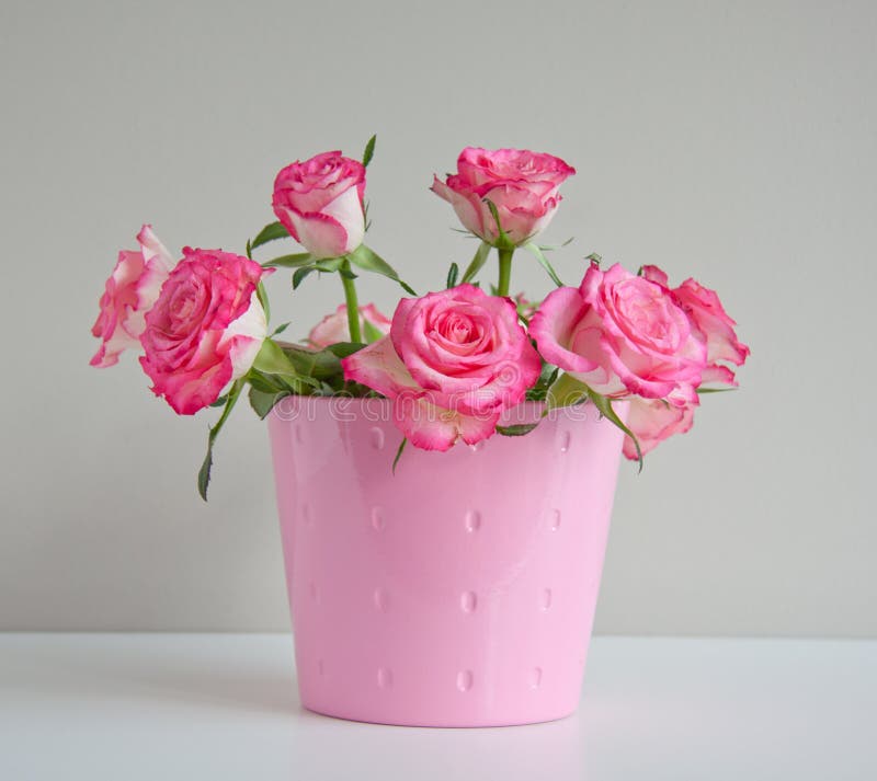 White Roses with Pink Edges Stock Photo Image of greeting, nature