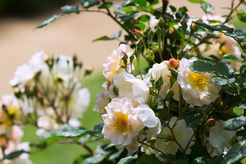 White roses plant stock photo. Image of horizontal, garden 69004886
