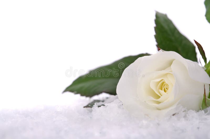 White roses in the snow stock photo. Image of bouquet 27996520