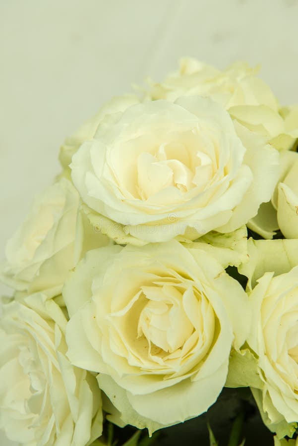 Group of White Roses stock photo. Image of flower, design 217716946
