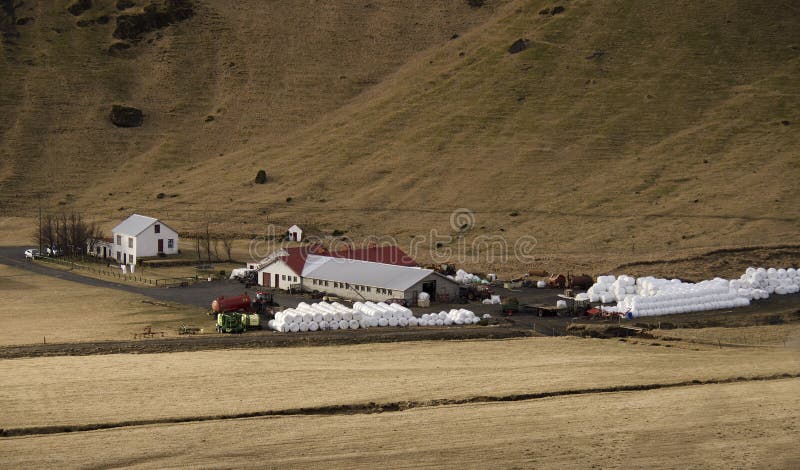 Traditional farming in Iceland. White round bales with grass lying near a farm on a dry yellow grass in Iceland stock images Traditional farming in Iceland. White round bales with grass lying near a farm on a dry yellow grass in Iceland stock images