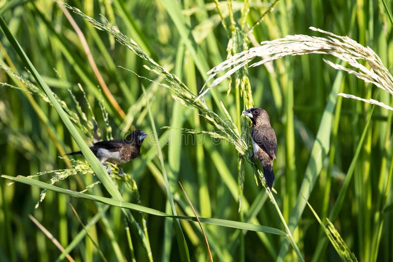 White rumped Munia stock image. Image of passerine 229920415
