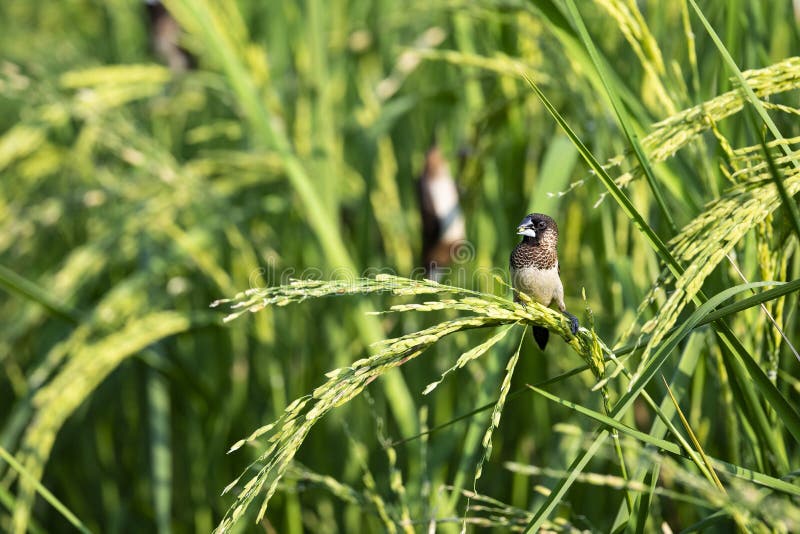 White rumped Munia stock image. Image of pointed, munia 229920421