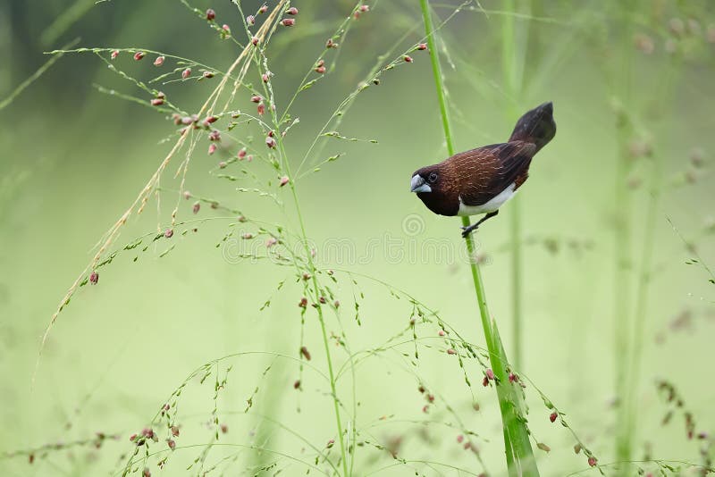 White-rumped munia or white-rumped mannikin Lonchura striata small bird from asia. Bird on grass stalk and feeding on its seeds royalty free stock photography