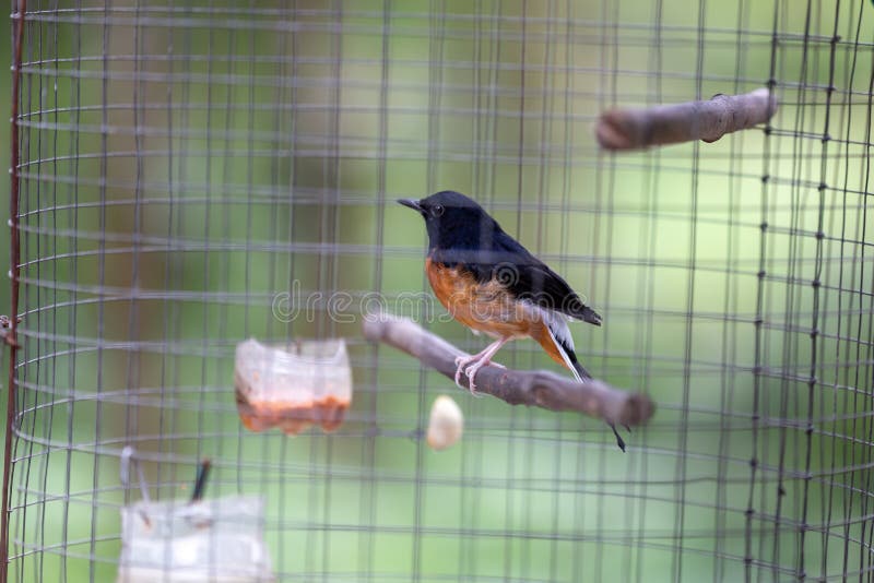 White-rumped Shama Copsychus malabaricus standing in cage stock photo White-rumped Shama Copsychus malabaricus standing in cage stock photo