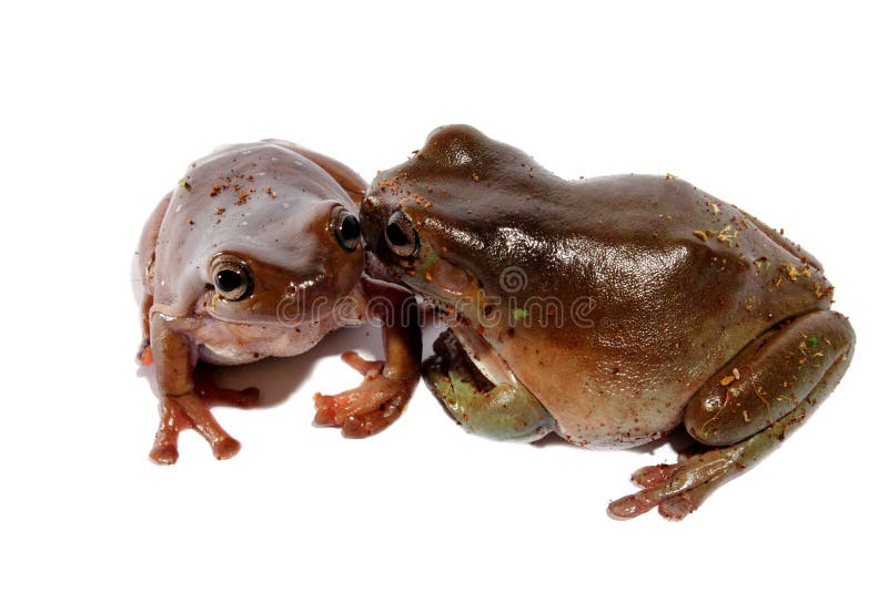 White's Dumpy Tree Frogs stock images