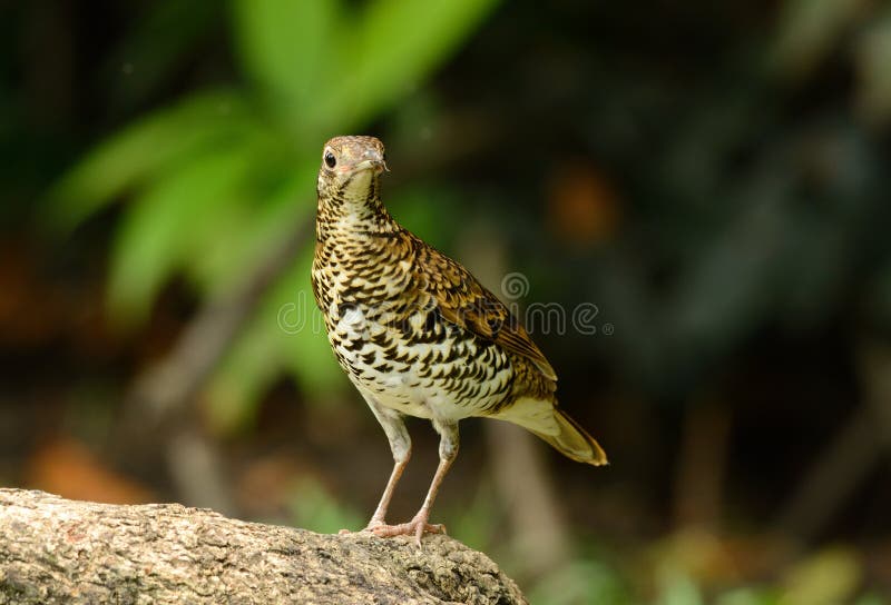 White S Thrush (Zoothera Aurea) Stock Photo - Image of outdoor