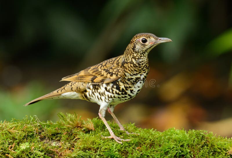 White S Thrush (Zoothera Aurea) Stock Photo - Image of asian