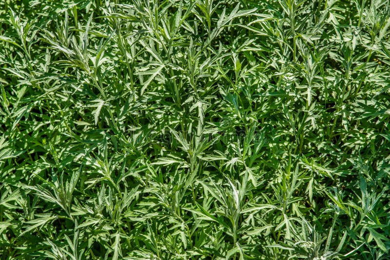 White Sagebrush plants