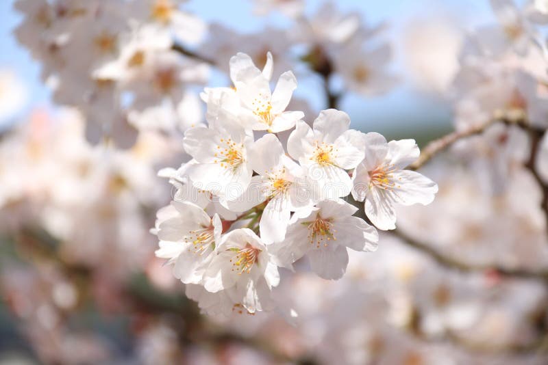 White sakura stock image. Image of spring, beautiful 66117185