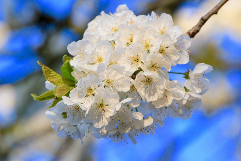 Pure White Sakura stock photo. Image of blue, tree, pink 13730534