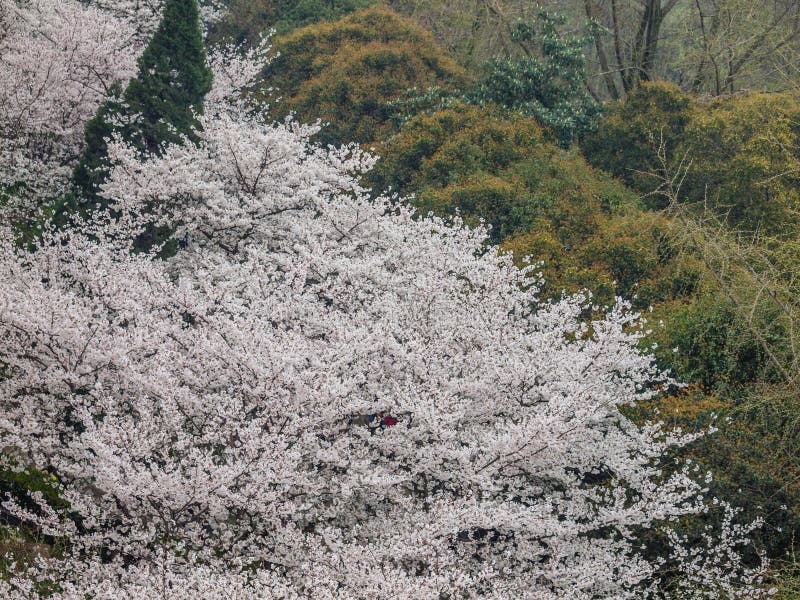 White sakura flower in Wuhan University