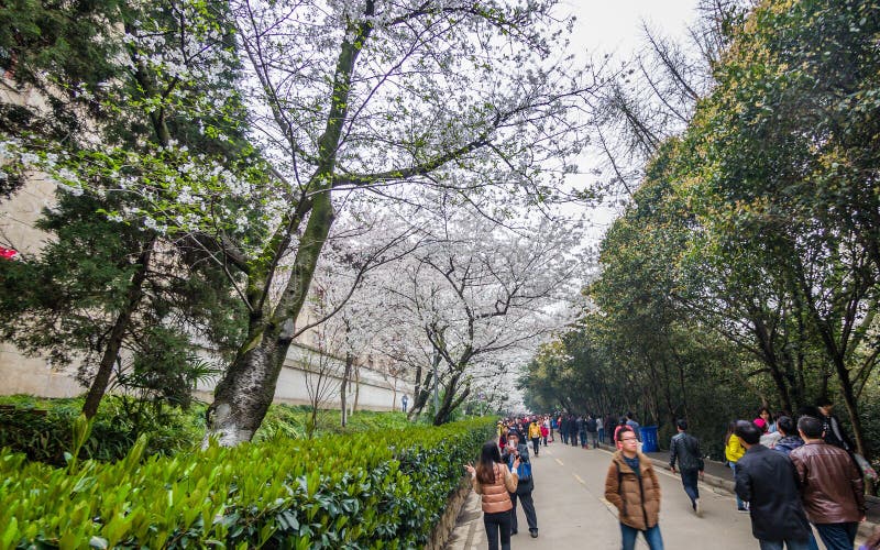 White sakura flower in Wuhan University